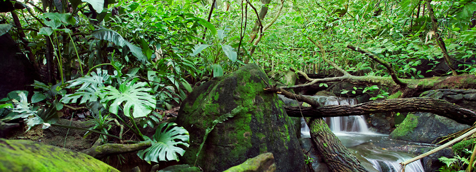 jungle-seo